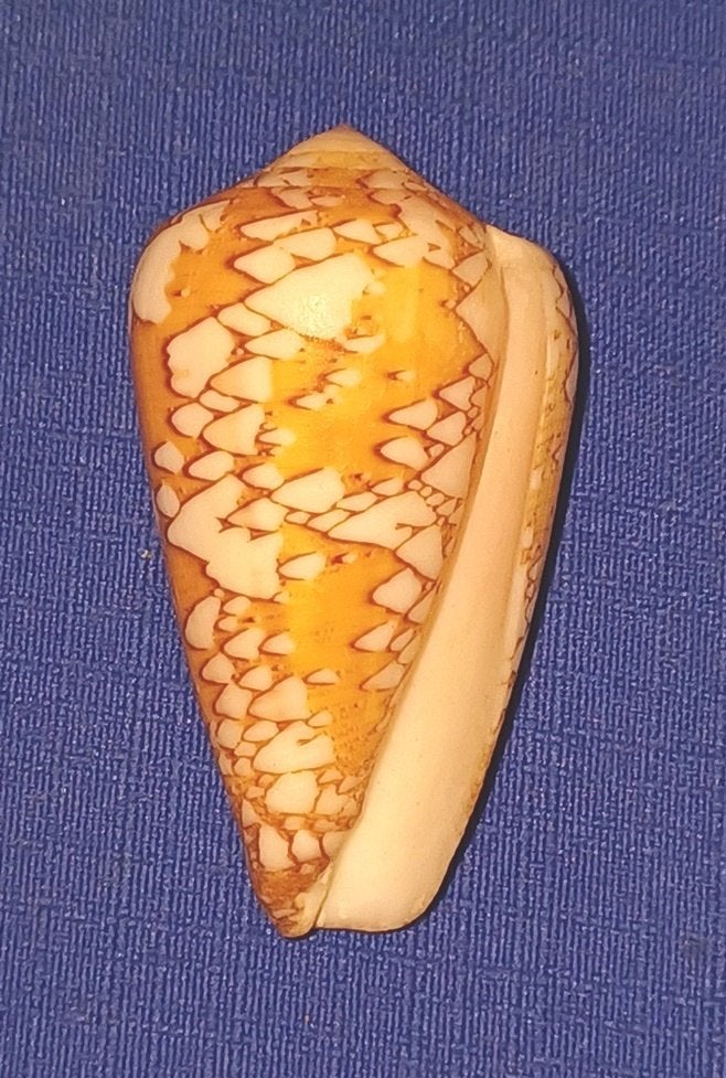 Schelpen, Conus behelokansis, Verzamelen, Ophalen of Verzenden, Schelp(en)