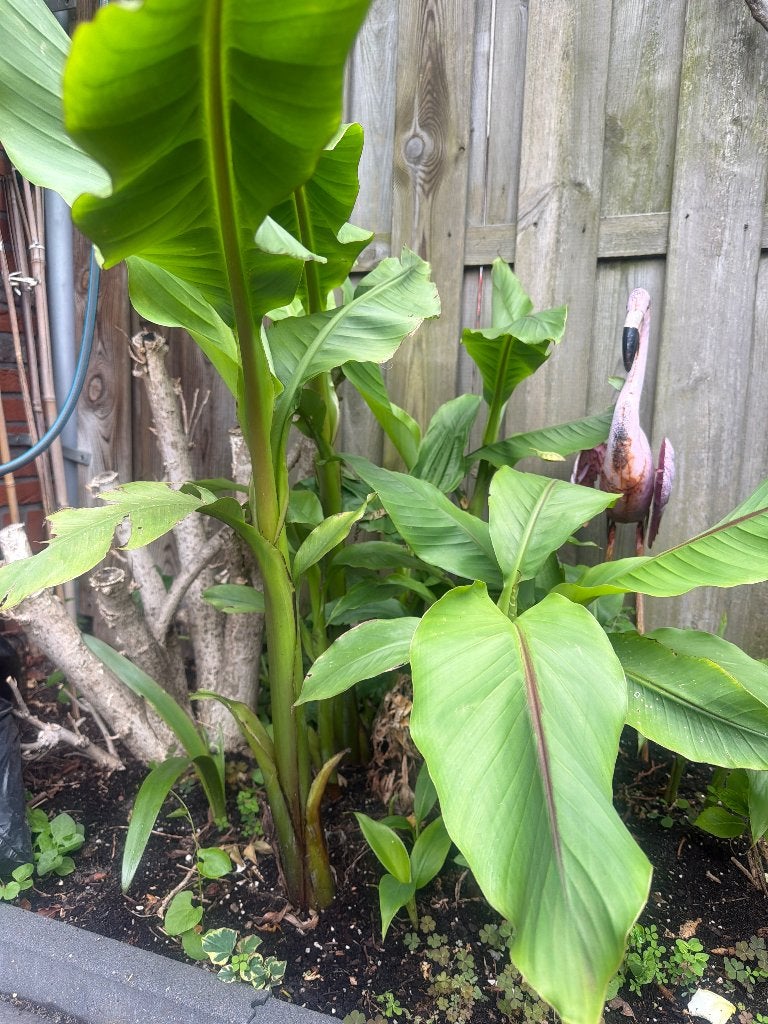 Bananenplant vaste plant / winterhard, Ophalen, Vaste plant, Overige soorten, Volle zon