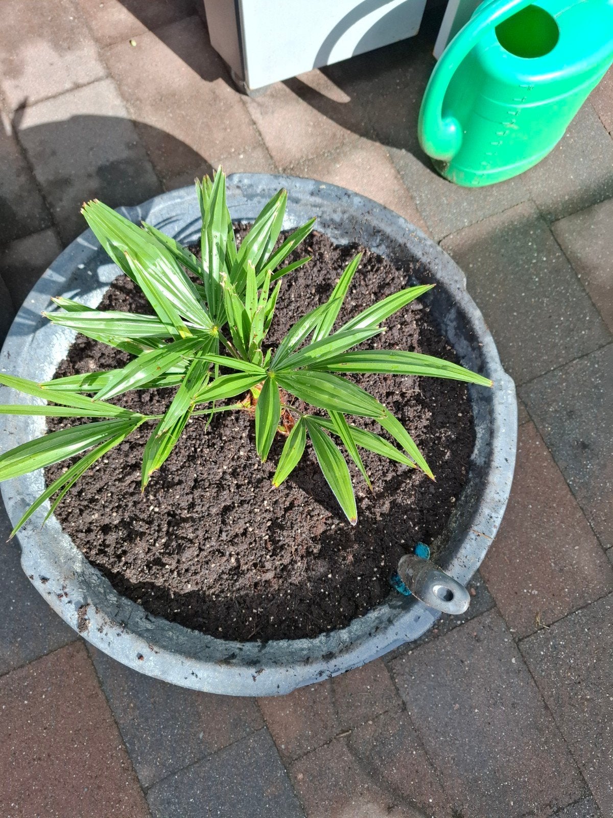 Palmboom stekjes - 3 voor 10 euro, Overige soorten, Volle zon, Vaste plant, Ophalen of Verzenden