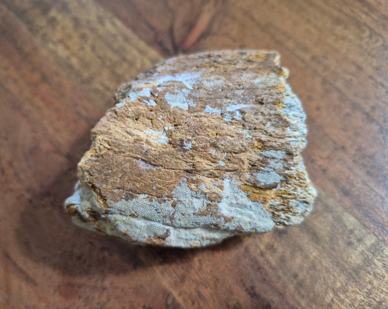 Fossiel Mammoet been kleine vuistgrootte, Ophalen of Verzenden, Fossiel