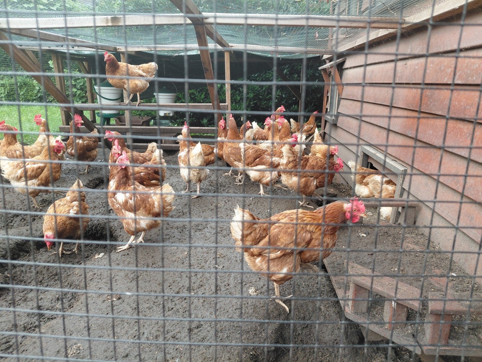 kip/kippen te koop per stuk. lohmann classic hen. 1.5 jr., Vrouwelijk, Kip