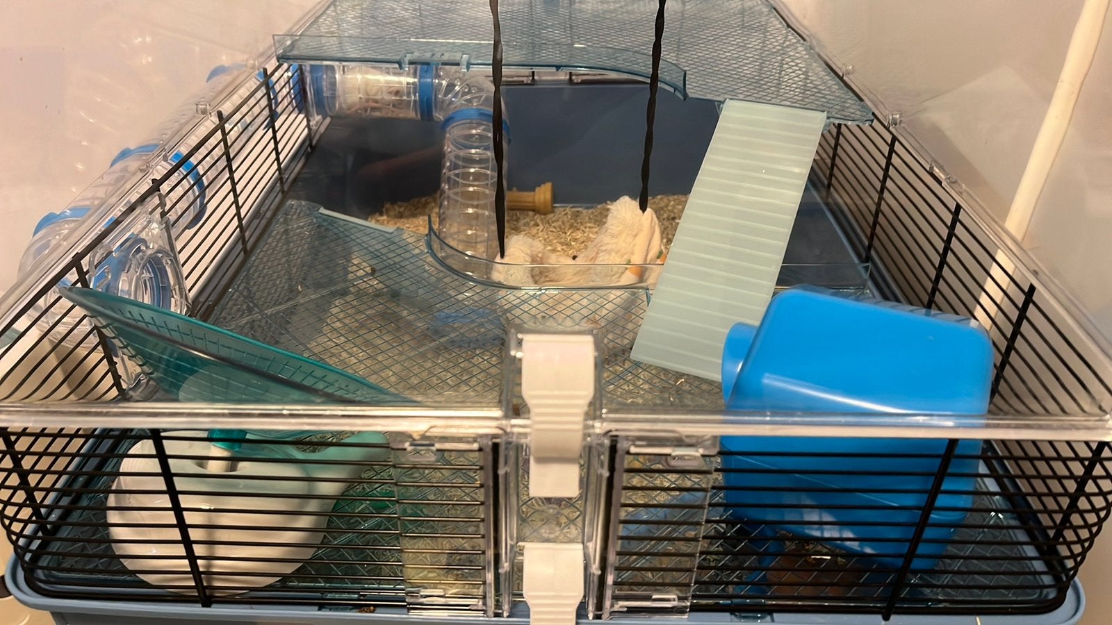 Mooie kooi met 2 muizen MOET SNEL WEG, April, Muis, Meerdere dieren, Tam