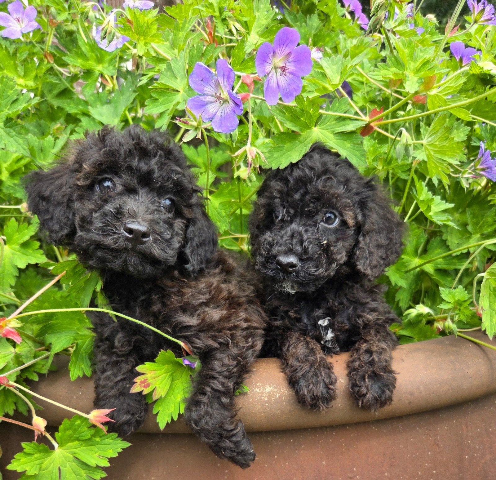 Ter adoptie Ollie of Moos (niet samen), Dieren en Toebehoren, Parvo, Reu, 8 tot 15 weken, Eén hond