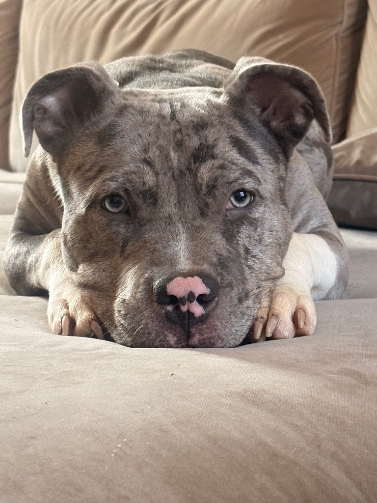 American bully xl, Dieren en Toebehoren, 15 weken tot 1 jaar, Overige rassen, Teef, Eén hond