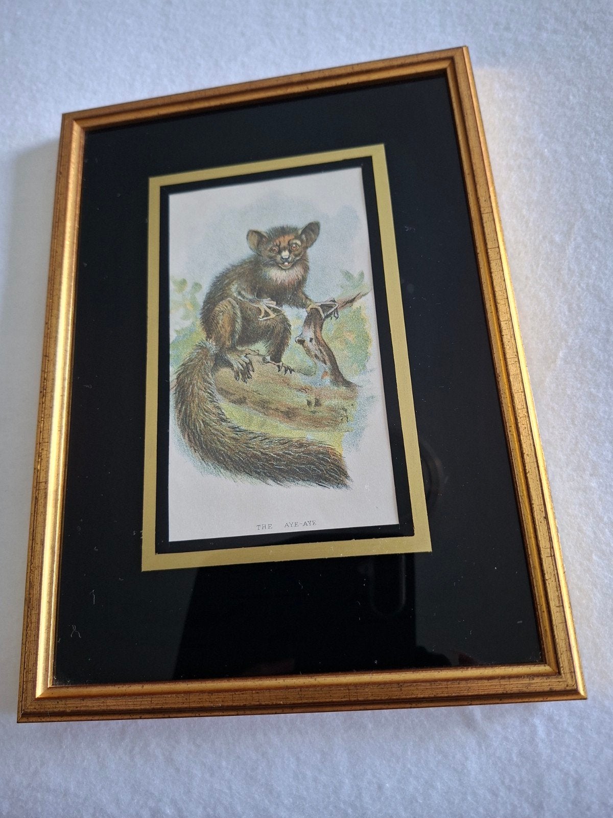 Ingelijste vintage prent: The Aye-Aye, Ophalen of Verzenden, Prent, Ingelijst