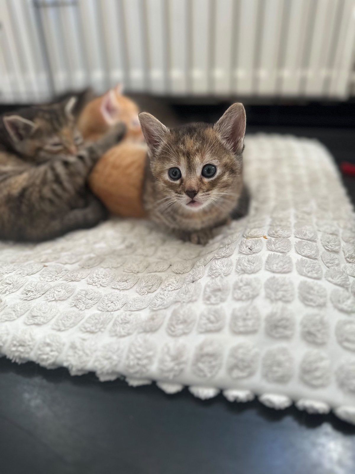Mix kittens, Meerdere dieren, 0 tot 2 jaar