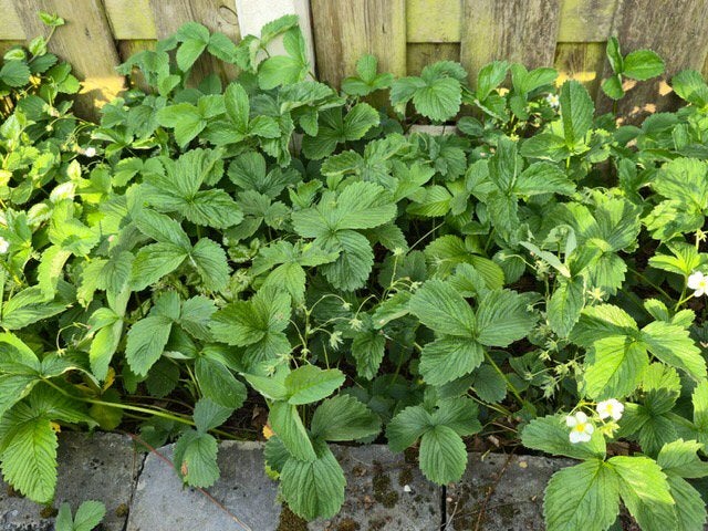 Aardbeienplanten, Tuin en Terras, Planten | Tuinplanten, Volle zon, Vaste plant, Ophalen of Verzenden, Fruitplanten