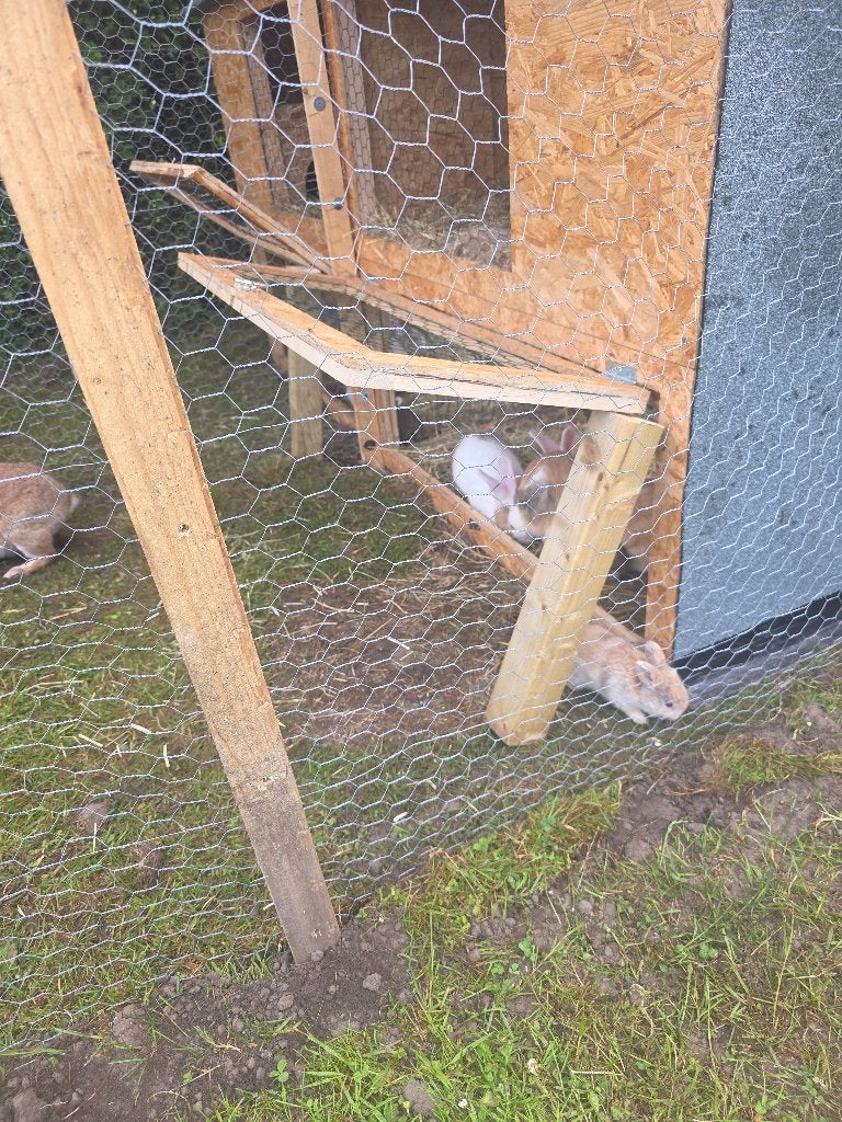 Gratis, Dieren en Toebehoren, Konijnen, Mannelijk