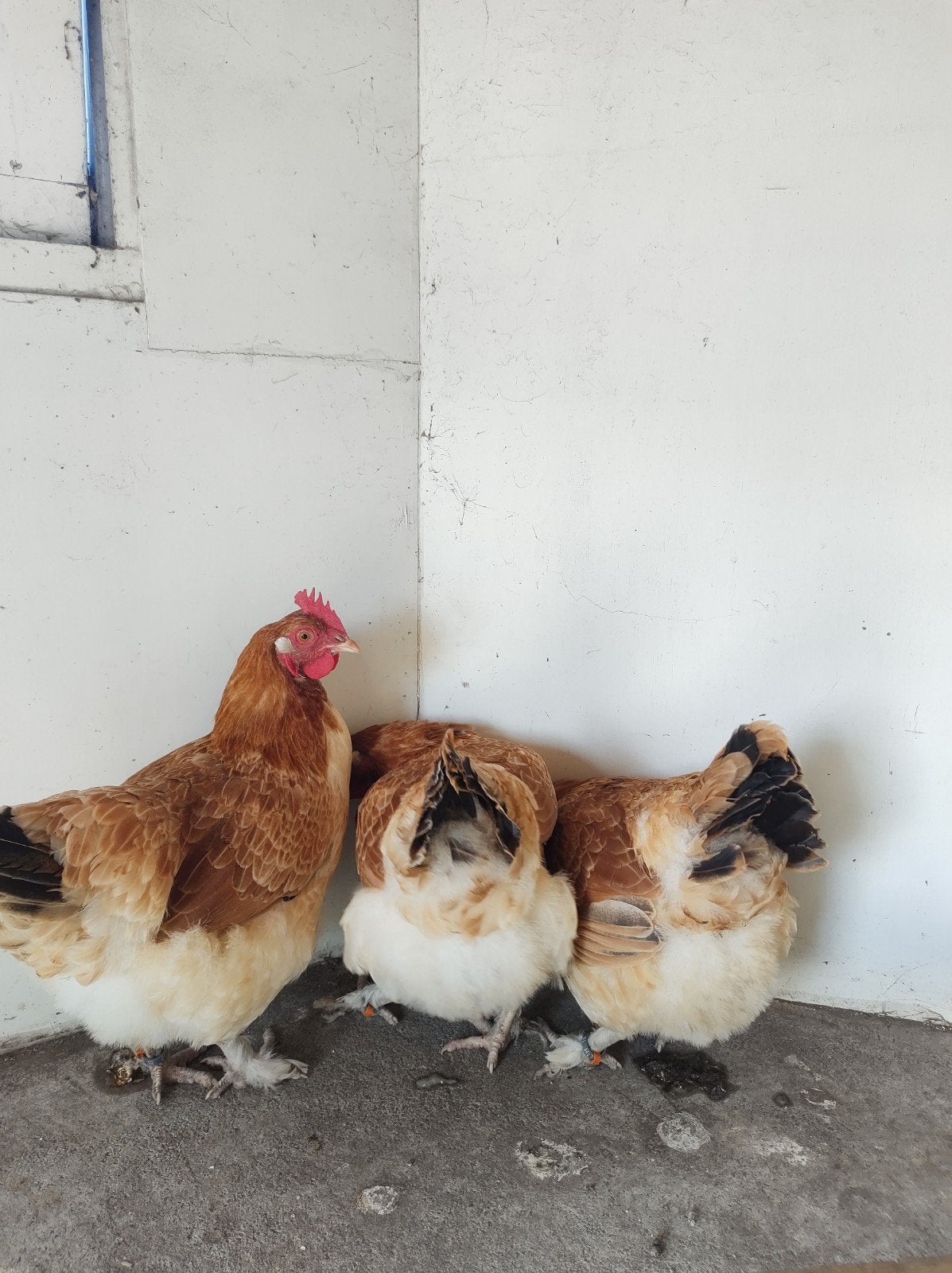 marans tarwe kleur, Vrouwelijk, Kip