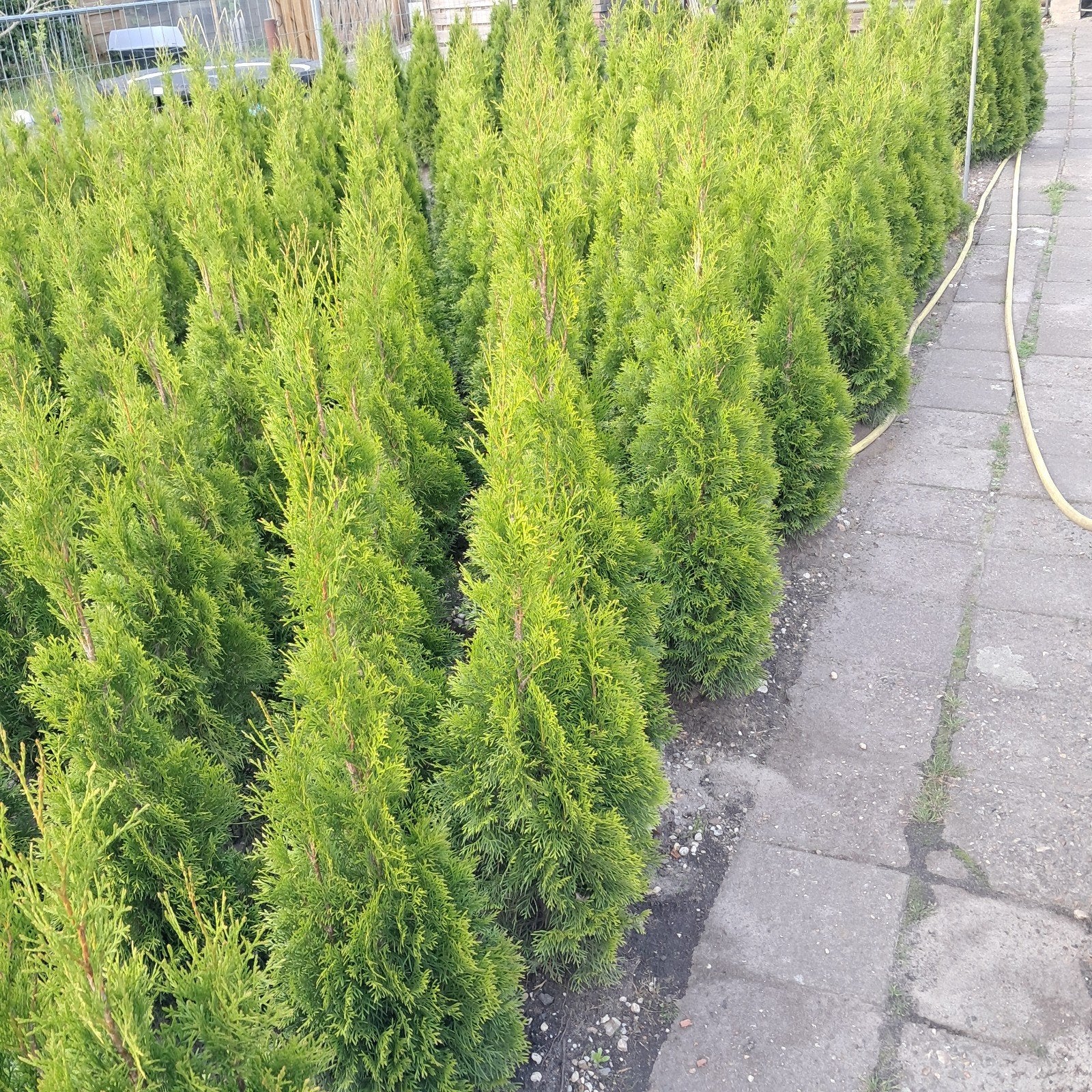Thuja Smaragd & Brabant - Diverse Maten (40-160 cm), Ophalen of Verzenden, Bloeit niet, Overige soorten, Volle zon