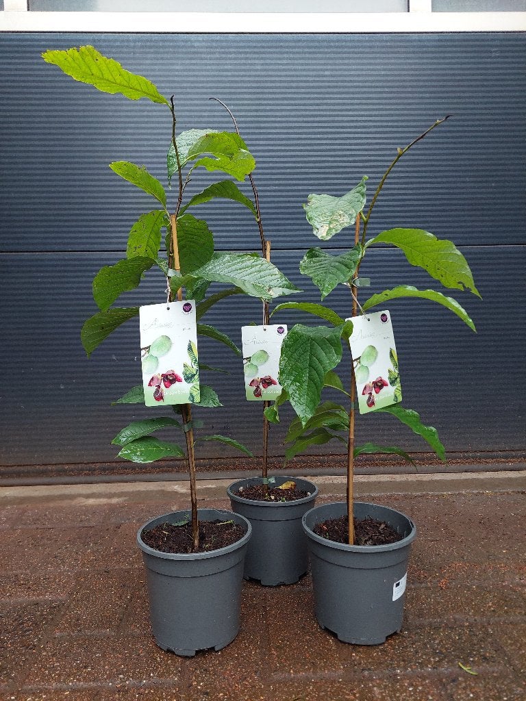 Asimina Triloba - Pawpaw Boom / Fruitboompje H: 70 - 80 cm., Ophalen, Minder dan 100 cm, Overige soorten, Volle zon