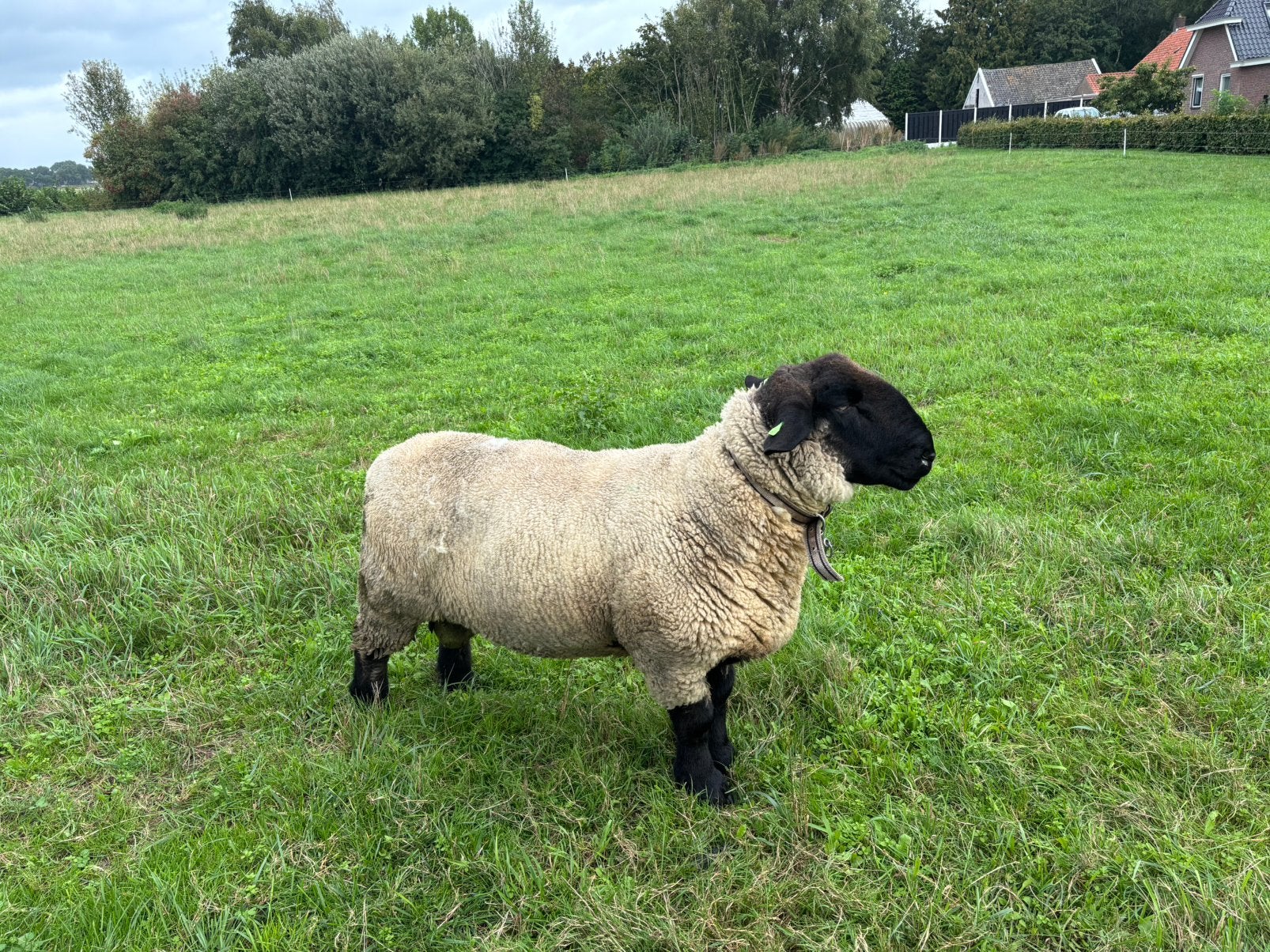Suffolk Dekram, Mannelijk, Schaap