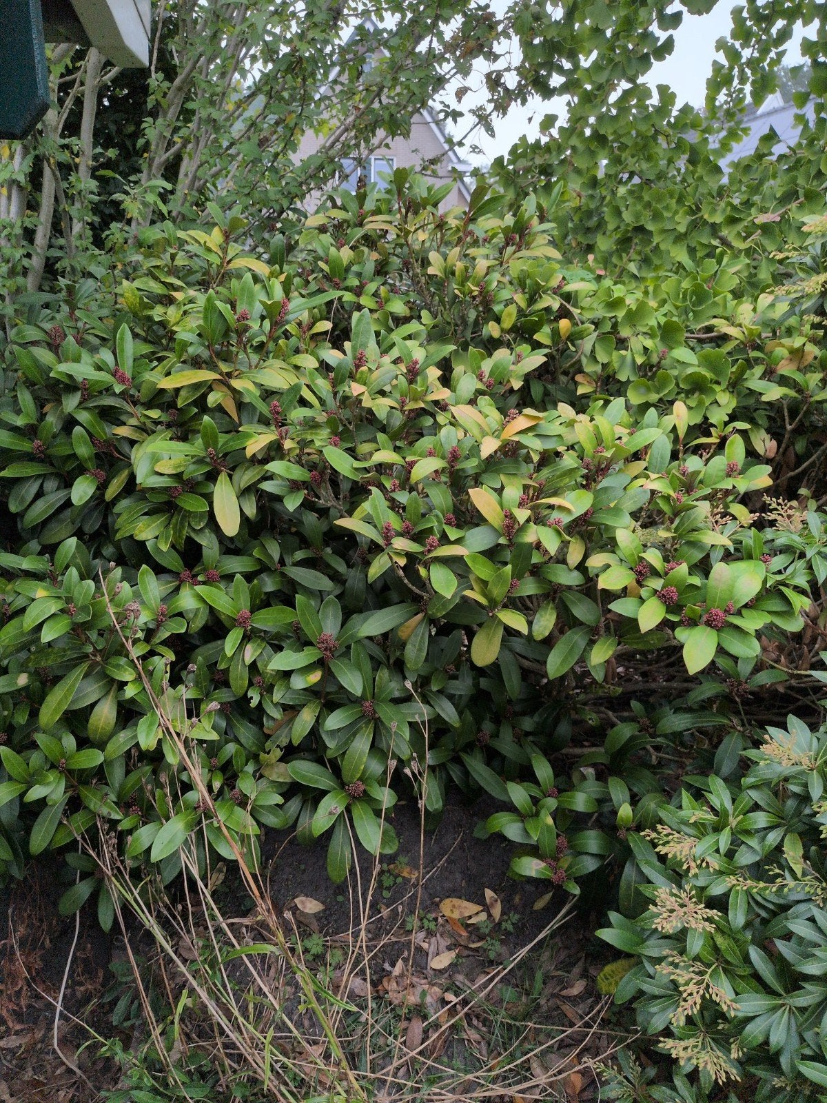 Skimmia Japonica - Wintergroene Sierheester, Vaste plant, Halfschaduw, Lente, Ophalen
