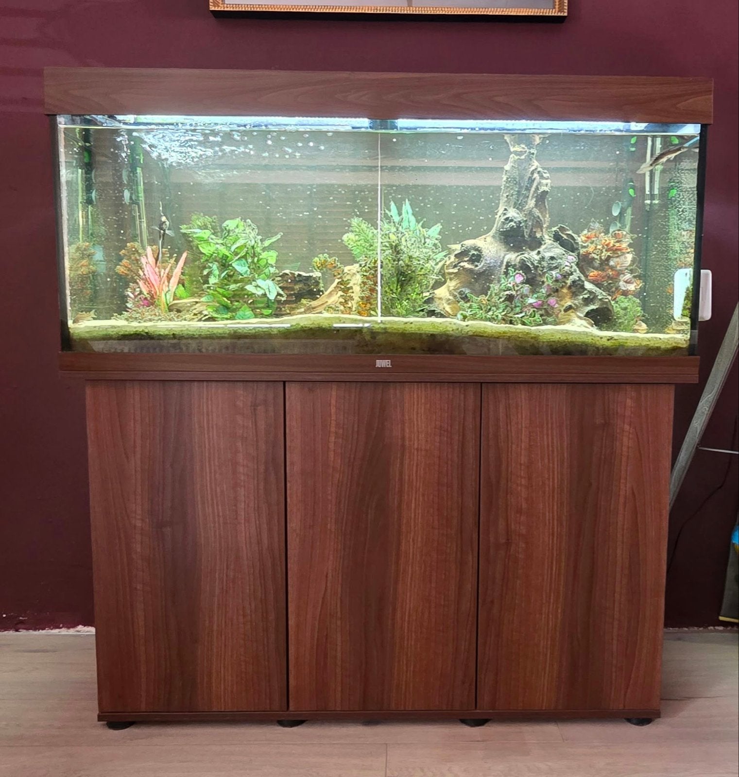 Juwel Rio 240L, Dieren en Toebehoren, Ophalen, Gebruikt, Gevuld zoetwateraquarium, Juwel