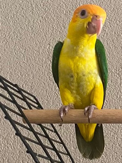 Roestkop Caique baby, Dieren en Toebehoren, Vogels | Parkieten en Papegaaien, Mannelijk, Papegaai