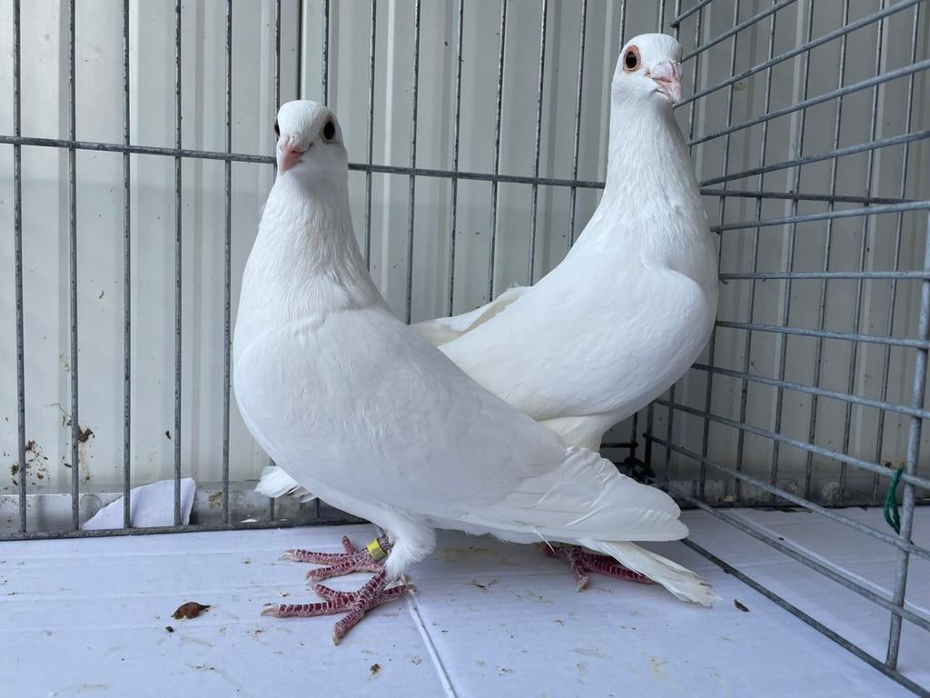 Witte Postduiven, Meerdere dieren, Postduif