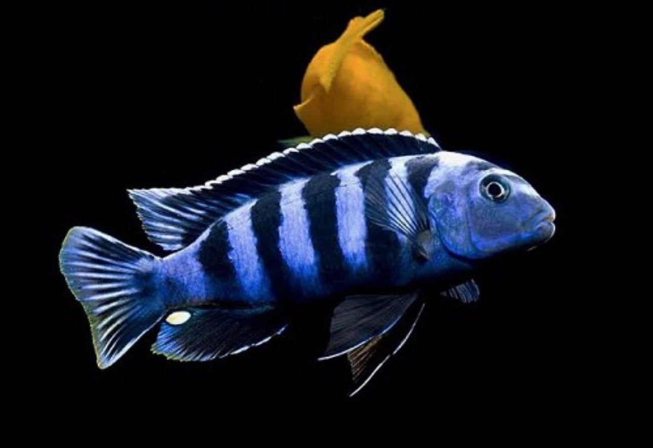 Cichlide koppeltje, Vis