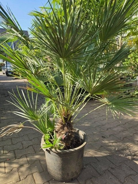 Palmboom Chamaerops humillis TE KOOP, Tuin en Terras, Ophalen, Overige soorten, Struik, 100 tot 250 cm