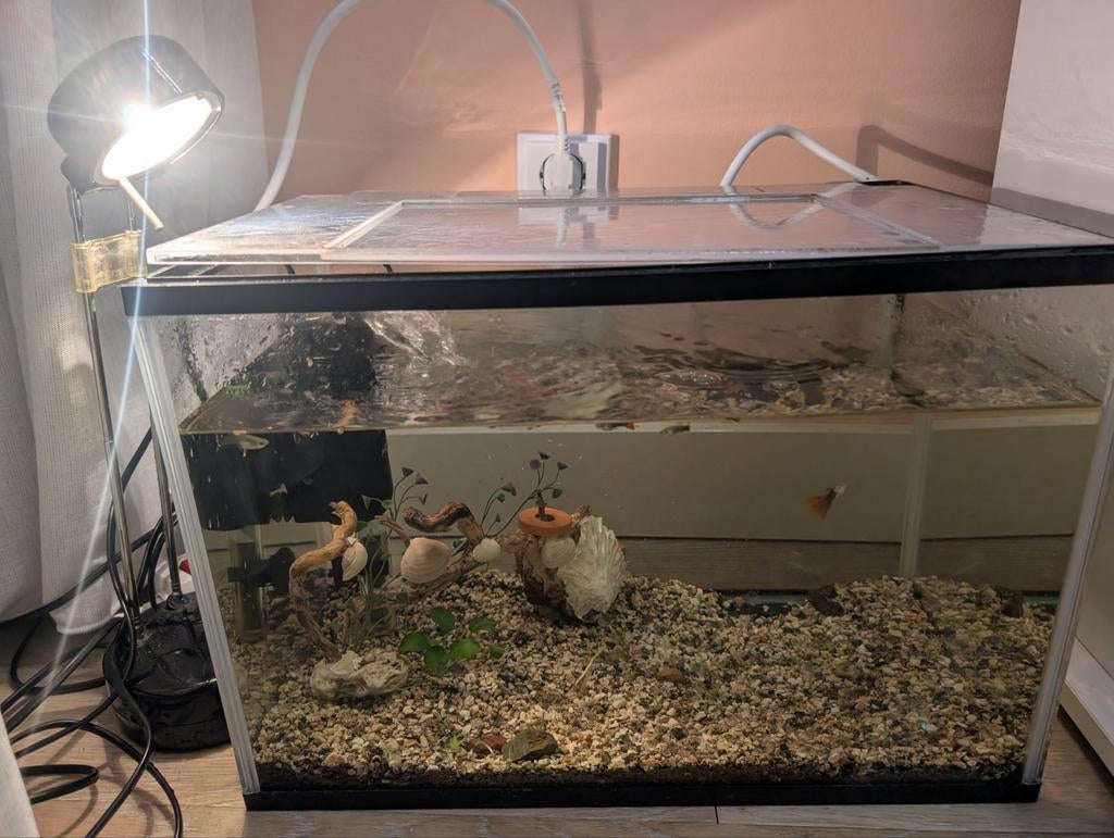 40L Aquarium Set, Dieren en Toebehoren, Vissen | Aquaria en Toebehoren, Zo goed als nieuw, Vissenkom, Inclusief toebehoren, Inclusief vissen