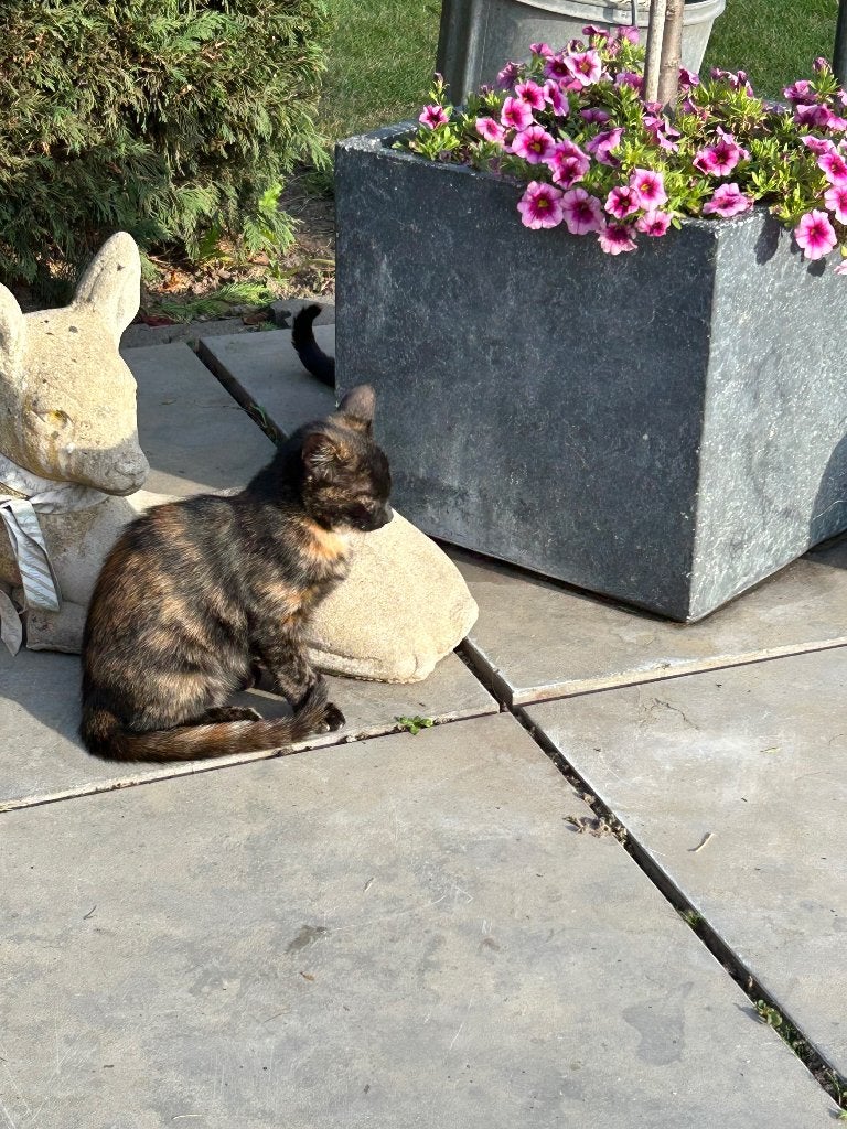 Lapjes poes, Poes, Ontwormd, 0 tot 2 jaar