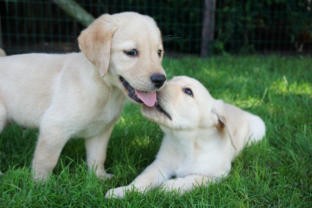 Golden Retriever x Labrador pups, 8 tot 15 weken, Meerdere, Meerdere dieren, Parvo
