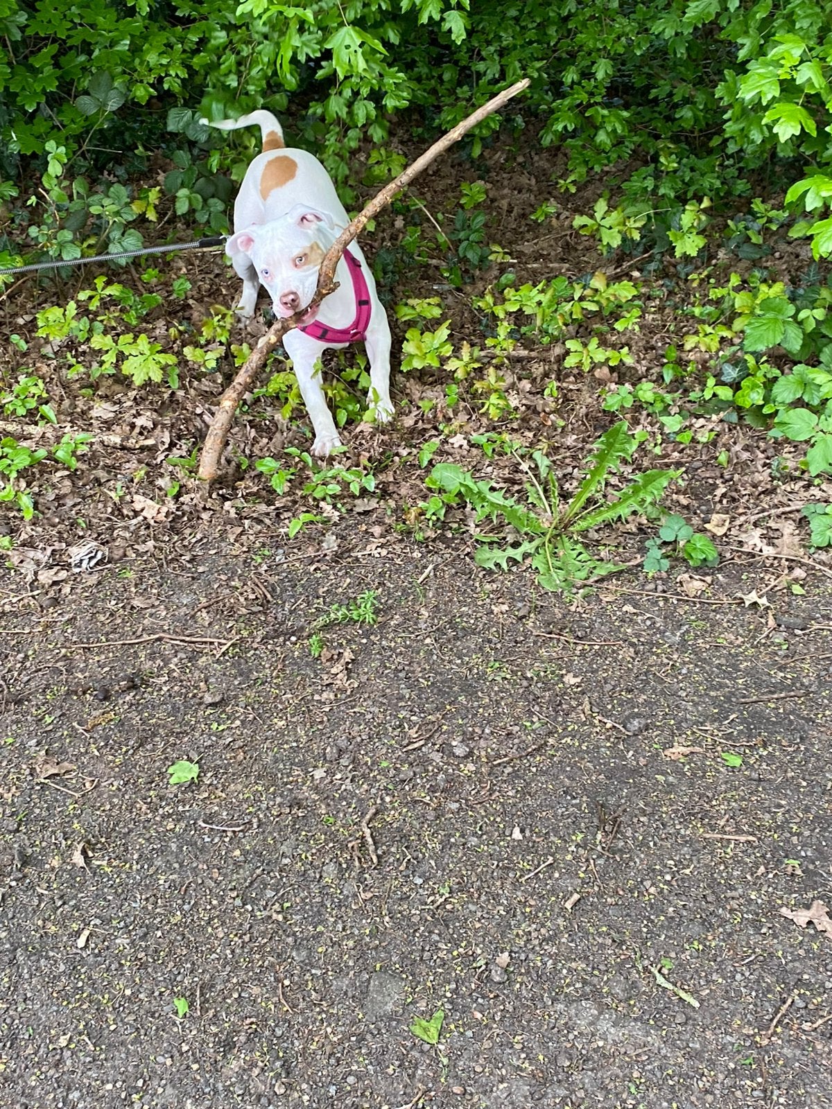 amerikaanse pocket bully, Dieren en Toebehoren, Teef, Bulldog, Eén hond, 3 tot 5 jaar