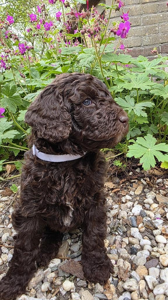 Labradoodle Pups, Overige rassen, 8 tot 15 weken, Parvo, Meerdere