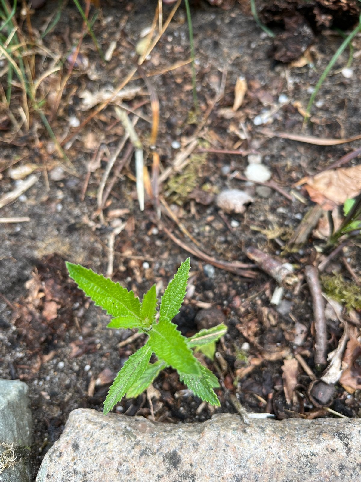 Zaailingen ijzerhard of verbena bonariensis, Tuin en Terras, Planten | Tuinplanten, Overige soorten, Volle zon, Vaste plant, Ophalen of Verzenden