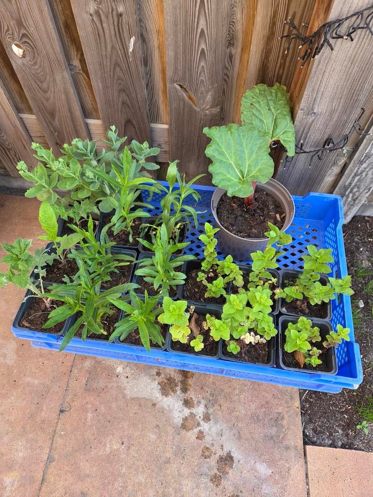 Tuinplanten, Ophalen, Vaste plant, Volle zon