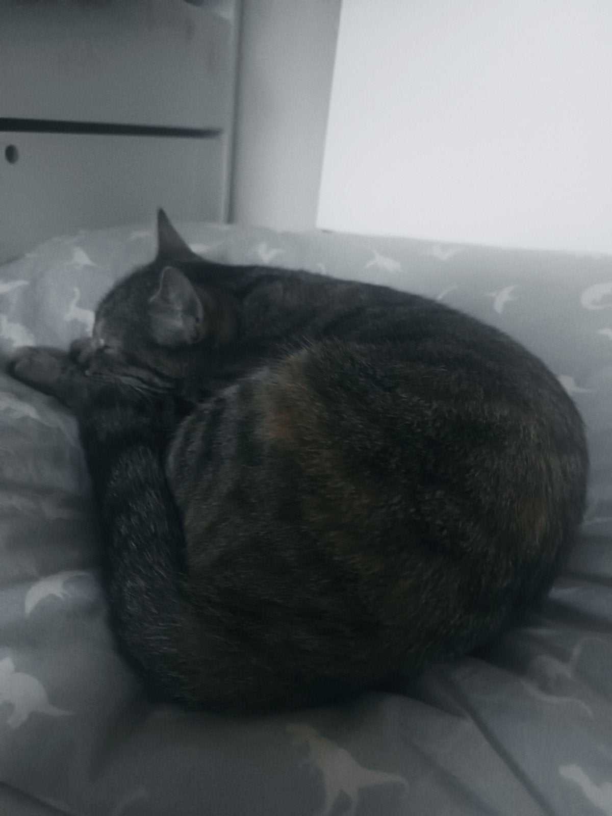 2 zusjes zoeken blijvend huisje, Dieren en Toebehoren, Poes