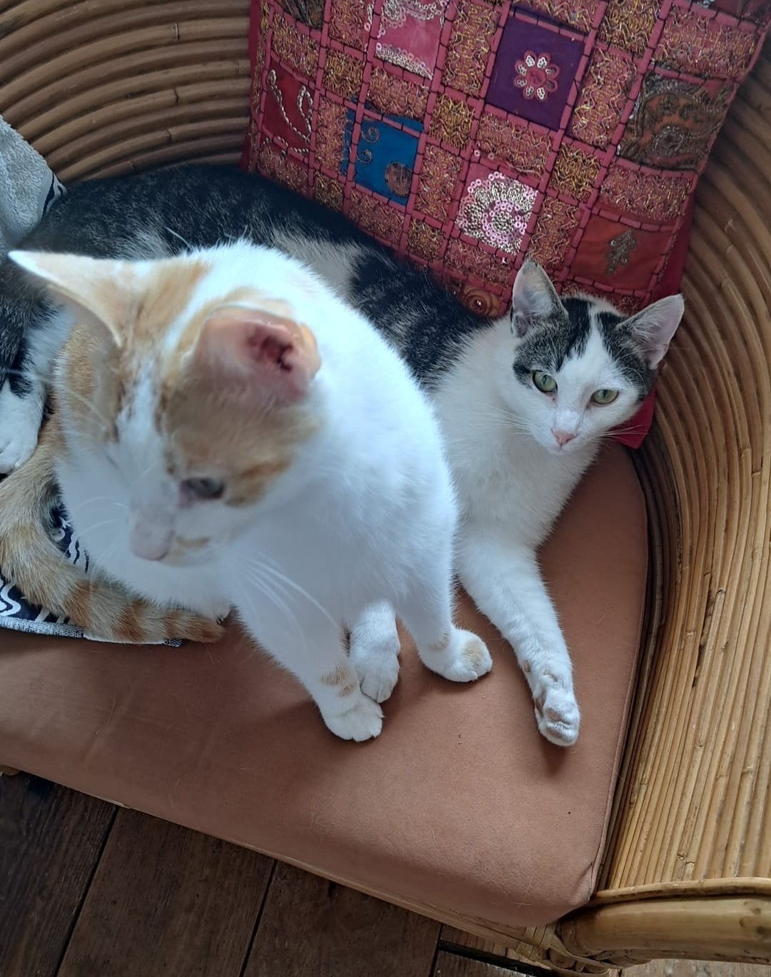 Lieve gecastreerde kater, Kater, 3 tot 5 jaar