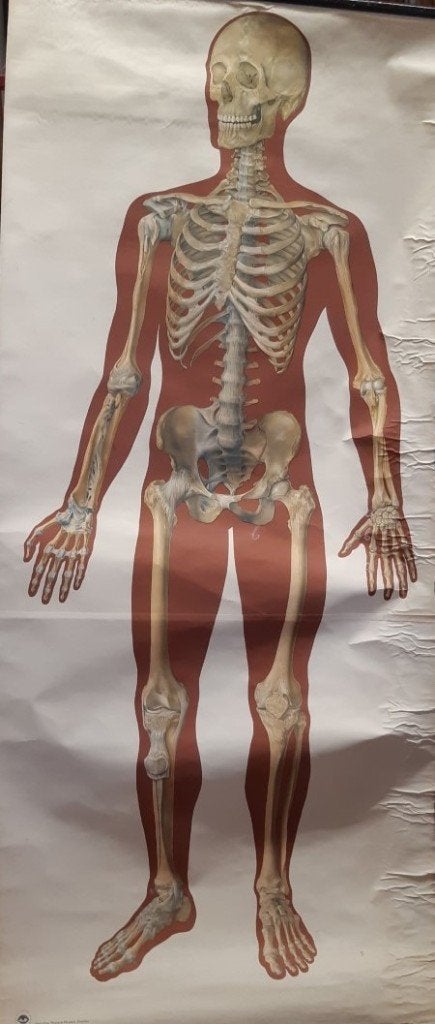 Oude schoolkaarten Biologie Het menselijk lichaam, Antiek en Kunst, Antiek | Schoolplaten, Ophalen, Natuur en Biologie