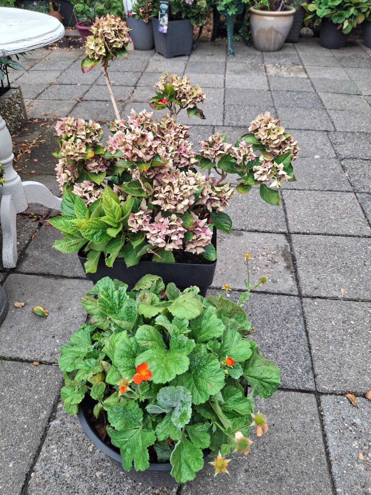 gratis, Ophalen, Overige soorten, Halfschaduw