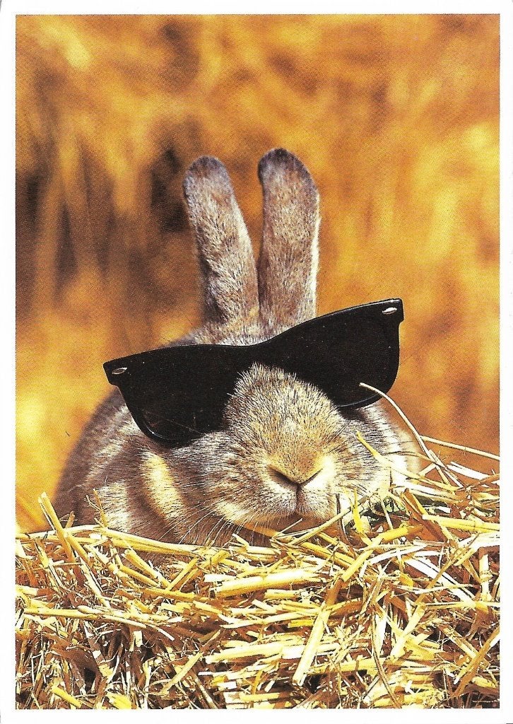 Ansichtkaart  	Konijn 	met zonnebril, Verzenden, 1980 tot heden, Gelopen, Knaagdier