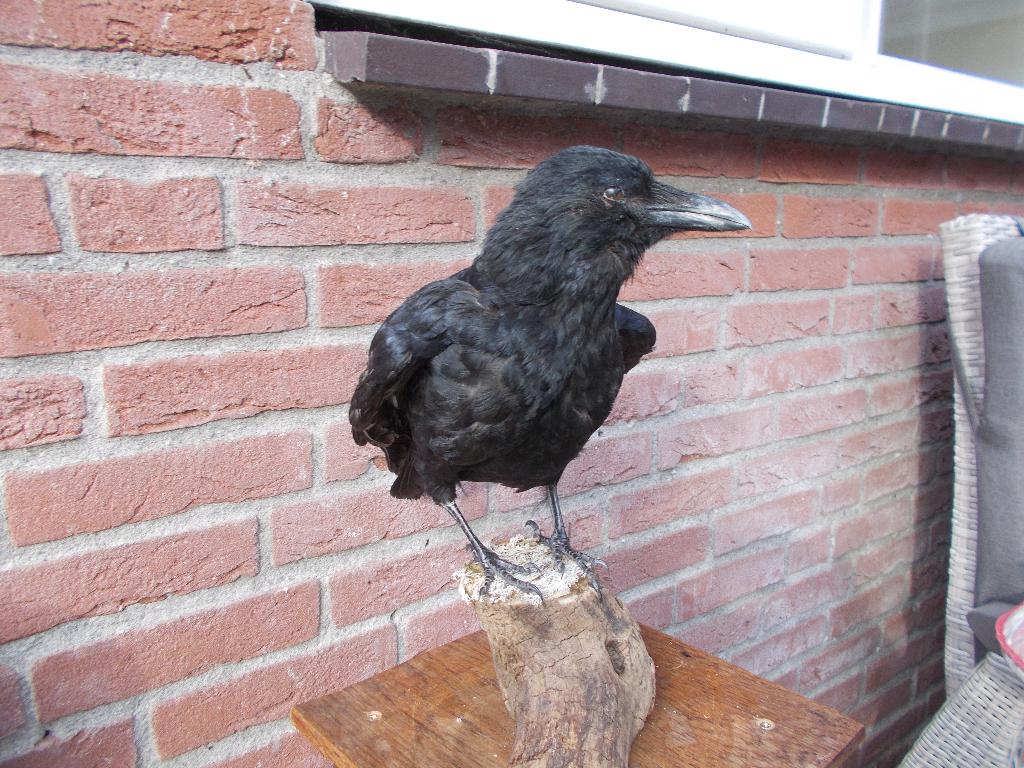 opgezette grote kraai, Ophalen of Verzenden, Nieuw, Vogel, Opgezet dier