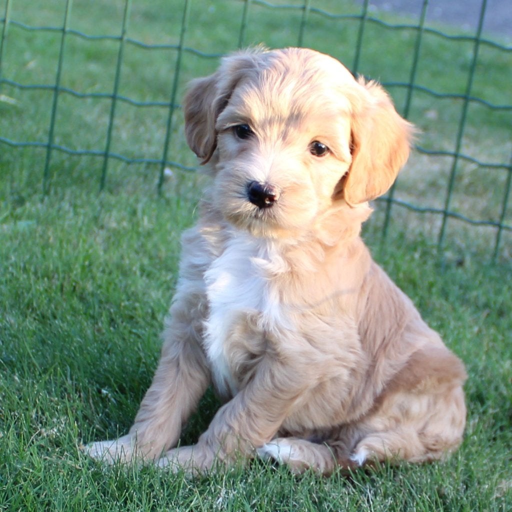 Maltipoo pups, Dieren en Toebehoren, Honden | Niet-rashonden, Klein, Meerdere dieren, Fokker | Professioneel, Meerdere, Nederland