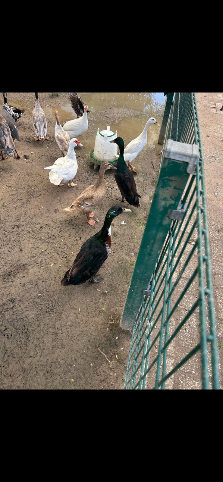 Goed huis gezocht voor een aantal van onze eenden, Dieren en Toebehoren, Pluimvee, Meerdere dieren, Eend