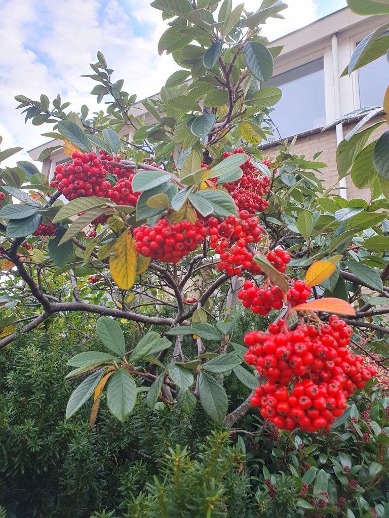 STRUIK Cotoneaster lacteus Dwergmispel groenbl. rode vrucht, Tuin en Terras, Planten | Tuinplanten, Overige soorten, Vaste plant