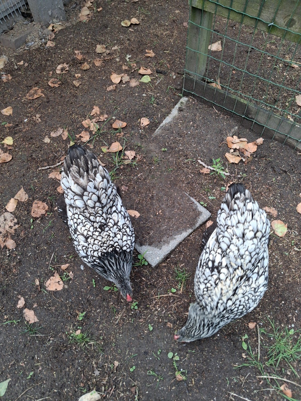 Pluimvee, Dieren en Toebehoren, Pluimvee, Vrouwelijk, Kip