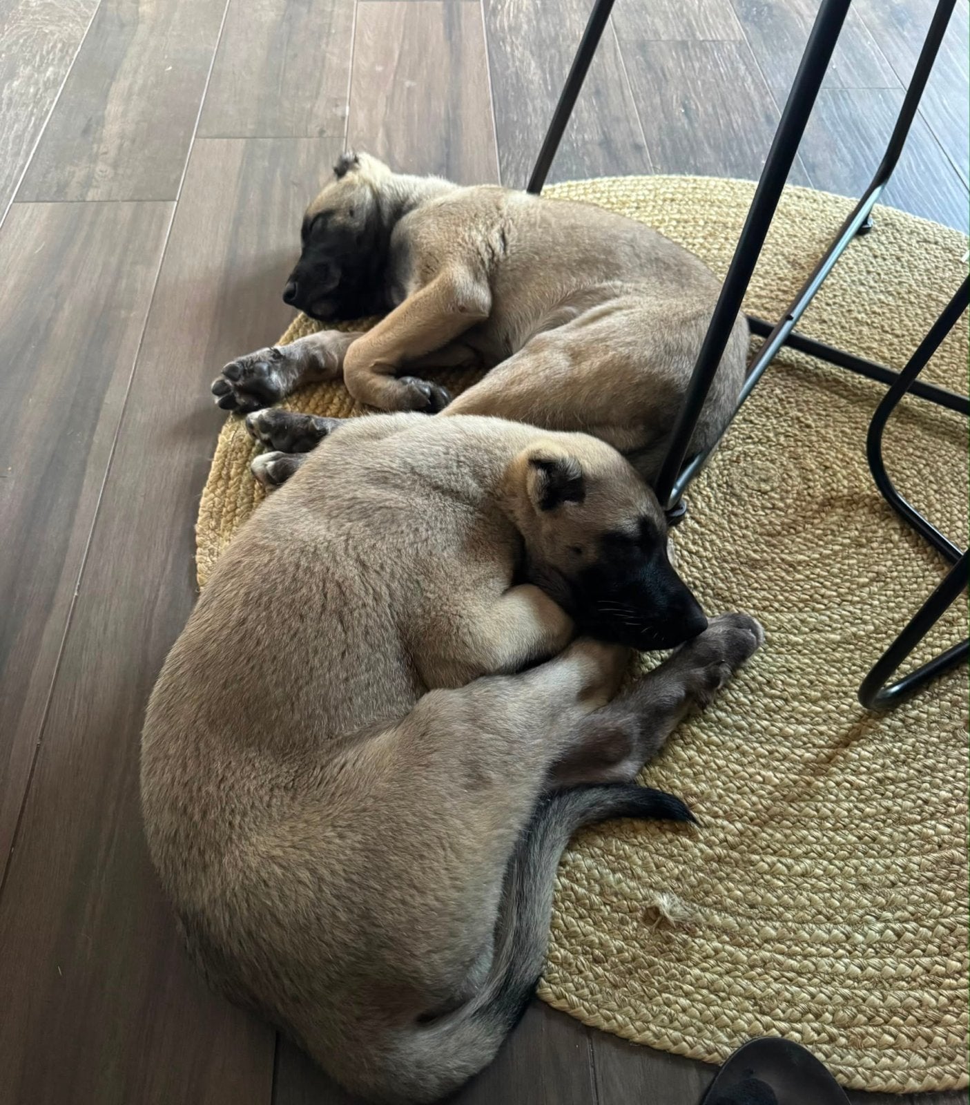 Originele Kangal Puppy’s, Dieren en Toebehoren, Overige rassen, 8 tot 15 weken, Buitenland, Teef