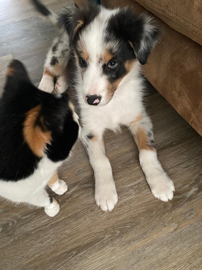 Knappe Australian shepperd/reutje, Dieren en Toebehoren, Honden | Herdershonden en Veedrijvers, 8 tot 15 weken, Parvo, Meerdere