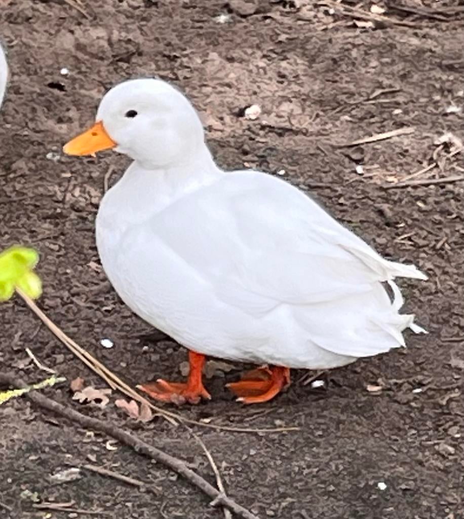Kwaker man / woerd, Dieren en Toebehoren, Mannelijk, Eend