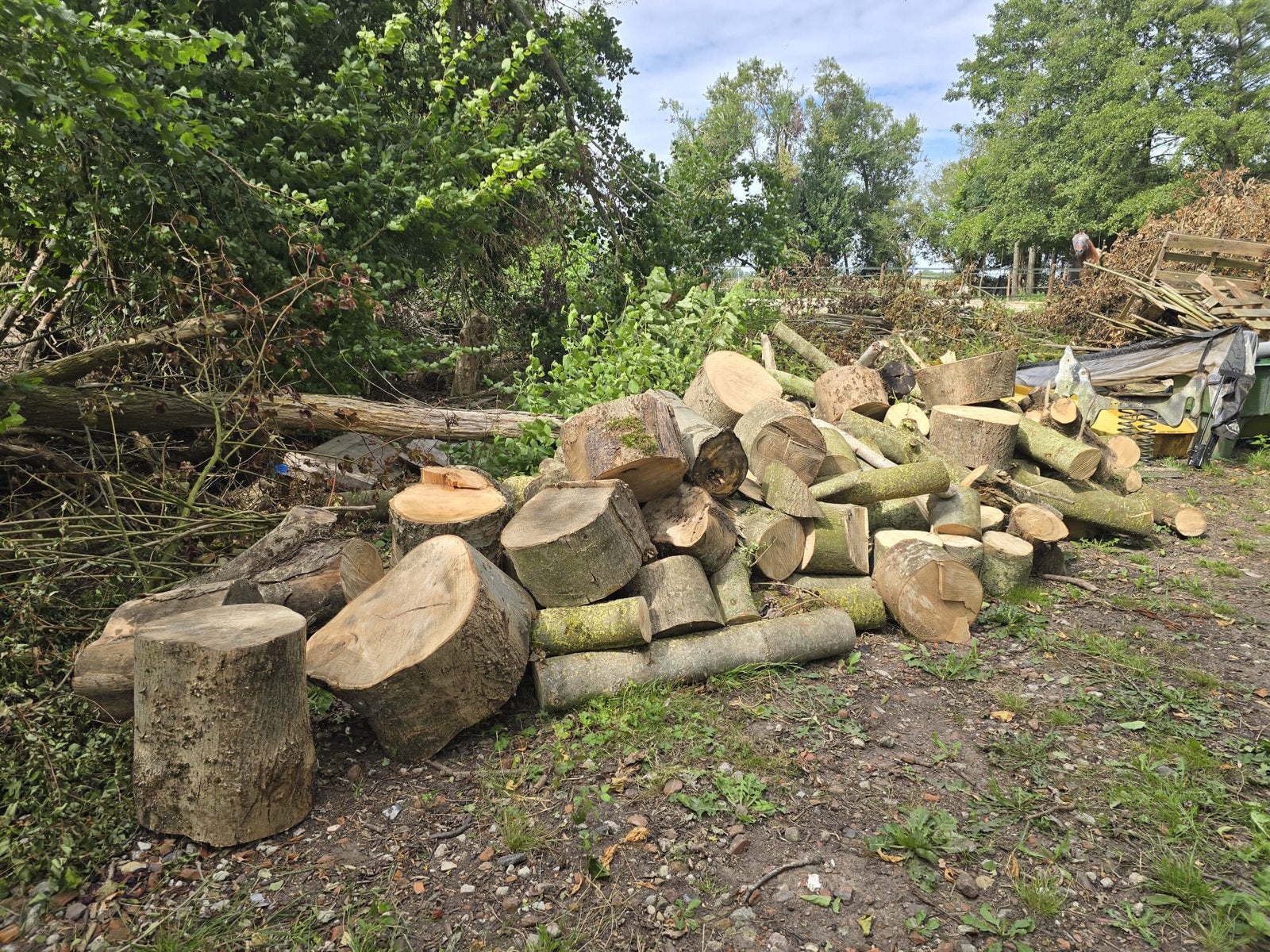 Essen hout te koop!, Tuin en Terras, Haardhout, Minder dan 3 m³, Ophalen of Verzenden