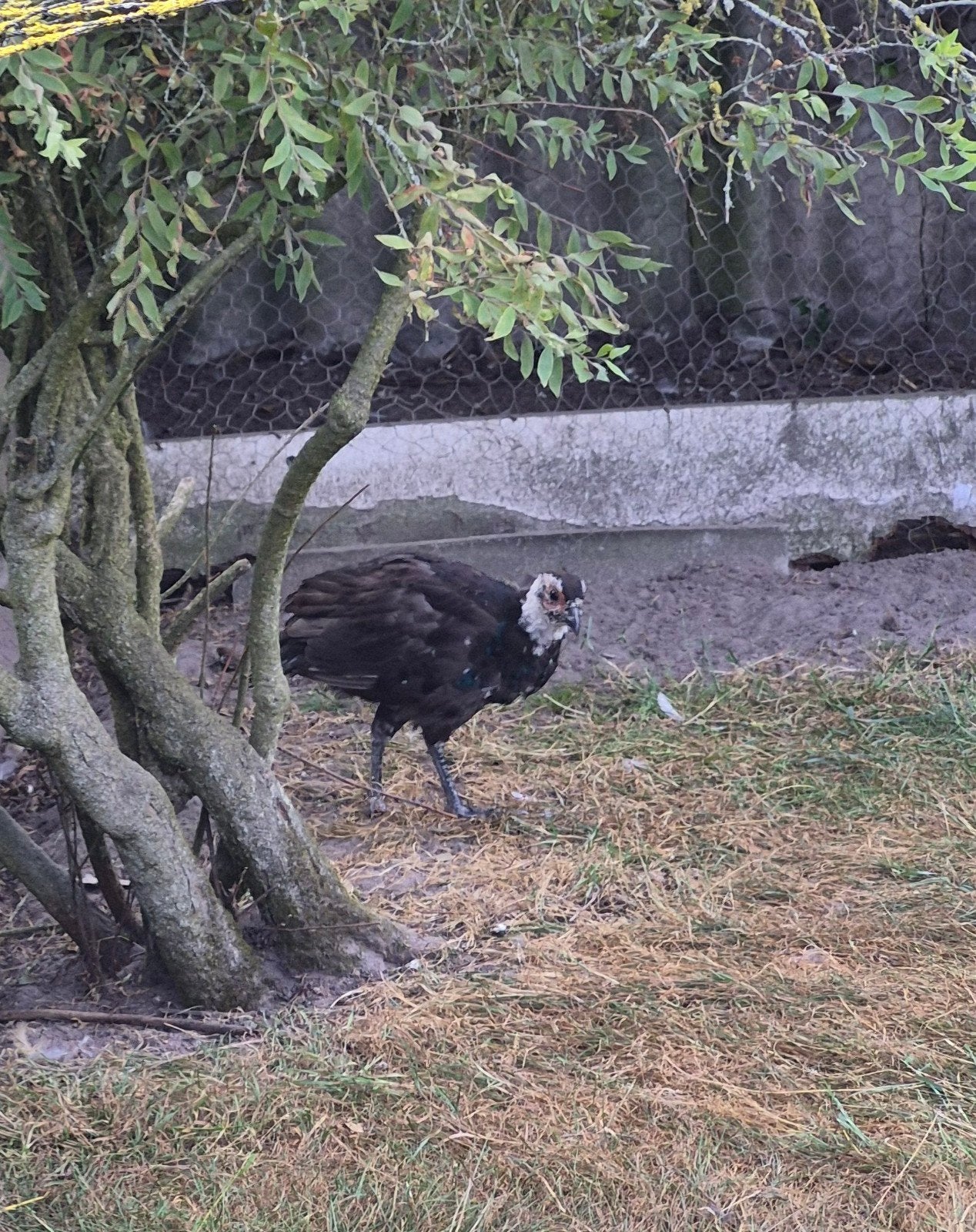Fazanten Tenebrosus te koop., Dieren en Toebehoren, Pluimvee, Meerdere dieren, Overige soorten