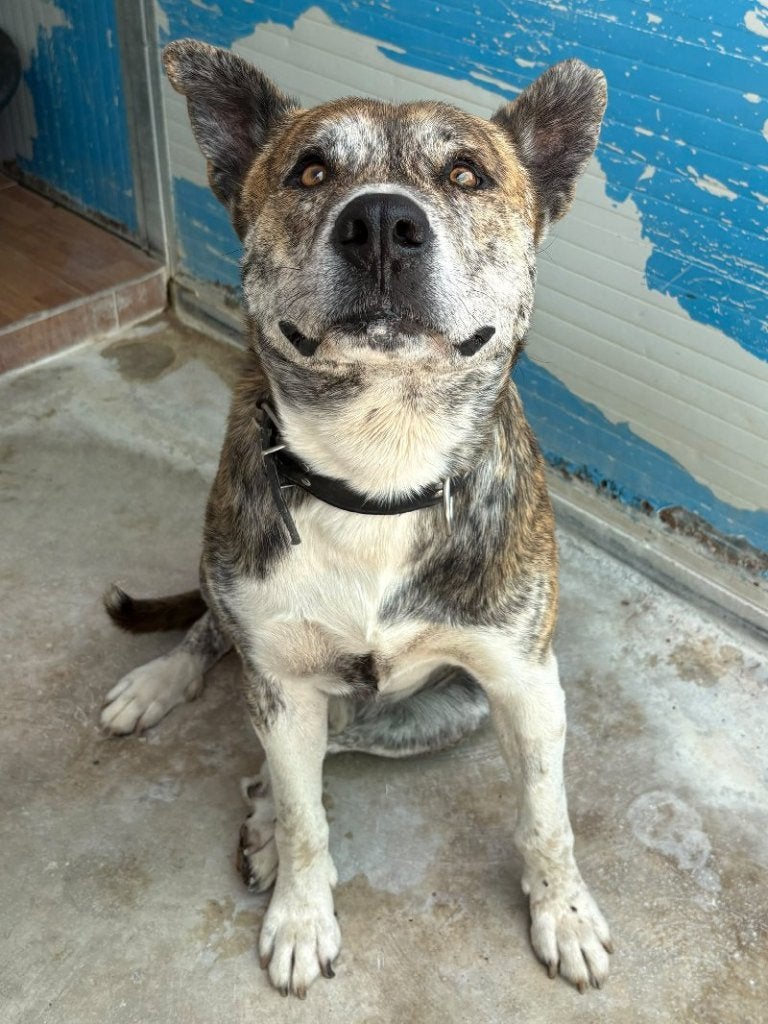 ACE: Spartacus is een grote zachte beer, Dieren en Toebehoren, 6 jaar of ouder, Particulier, Reu, Buitenland