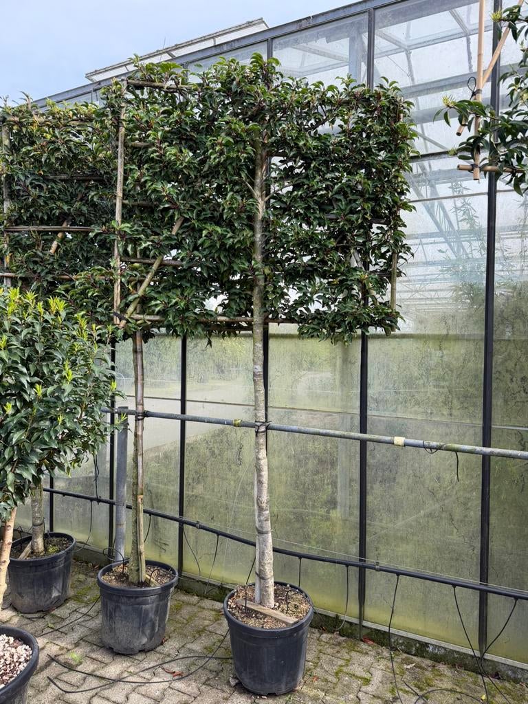 Prunus ‘Brenelia’ leischerm 150 stam 16/18cm stam omtrek, Tuin en Terras, Planten | Bomen, Overige soorten, 100 tot 250 cm, Zomer