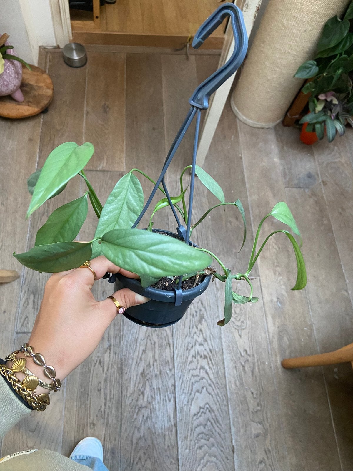 Philodendron Cebu Blue paar plantjes in een hangpot, Overige soorten, In pot, Minder dan 100 cm, Groene kamerplant