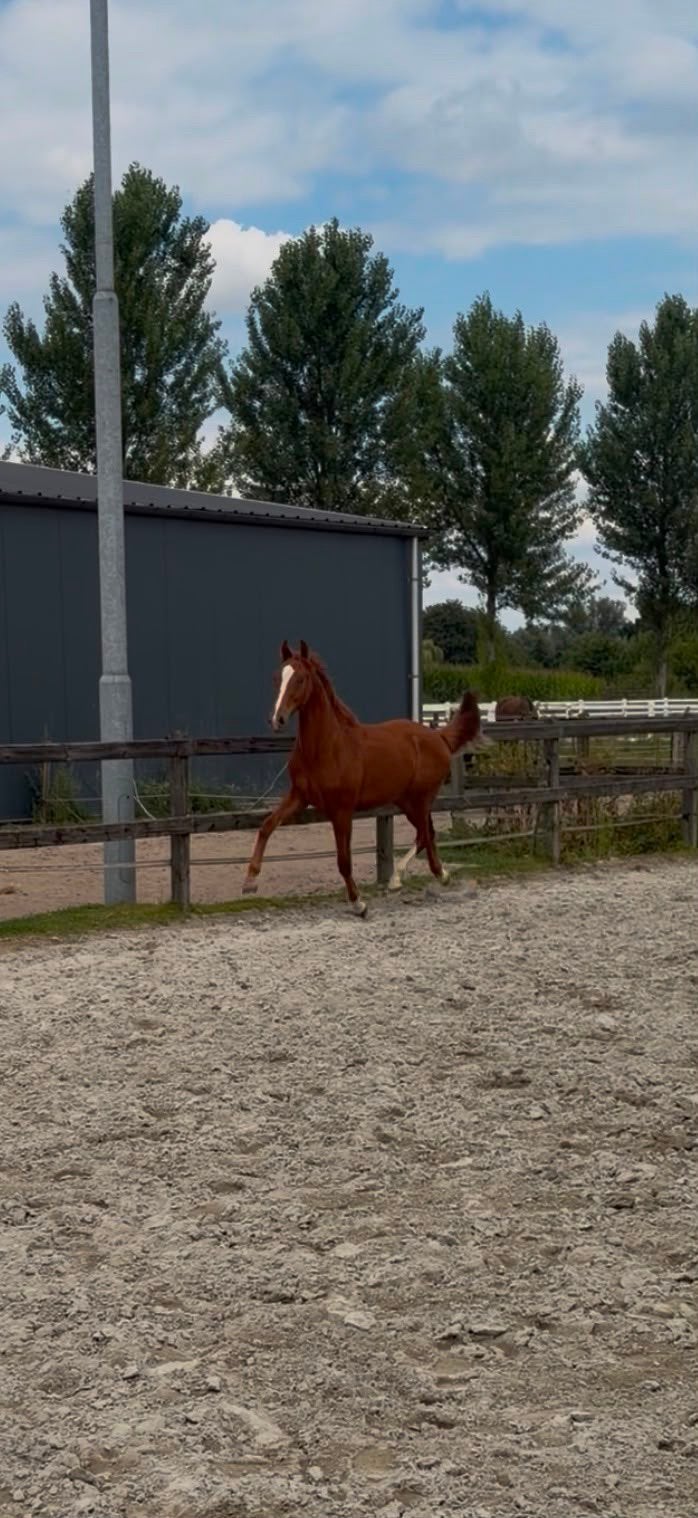 Brave knappe jaarling hengst, Dieren en Toebehoren, Minder dan 160 cm, Met stamboom, Dressuurpaard, 0 tot 2 jaar