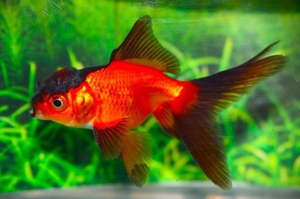 Sluierstaart leeuwenkop oranje-rood, Vis, Zoetwatervis, Schoolvis