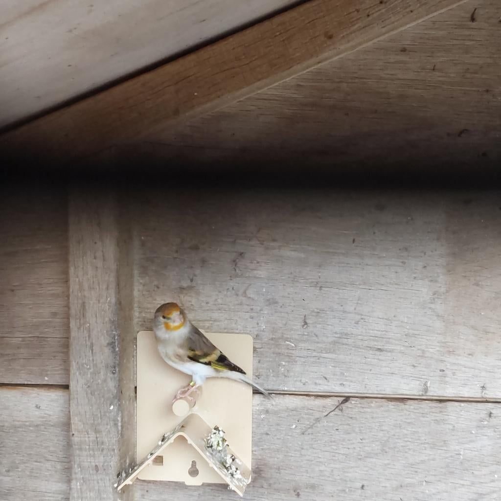 Vogel, Vrouwelijk, Parkiet